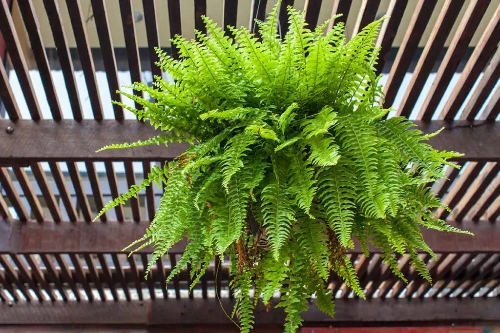 波士顿蕨