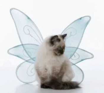 小猫做翅膀