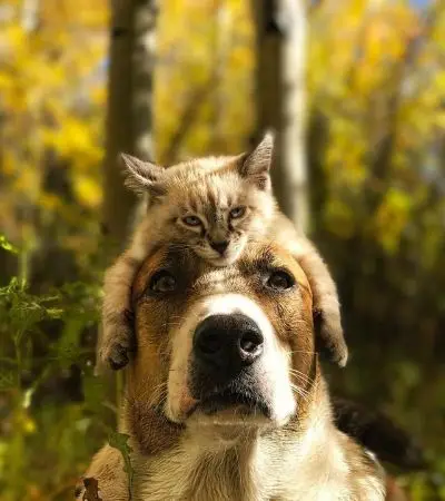 小狗和小猫的冒险